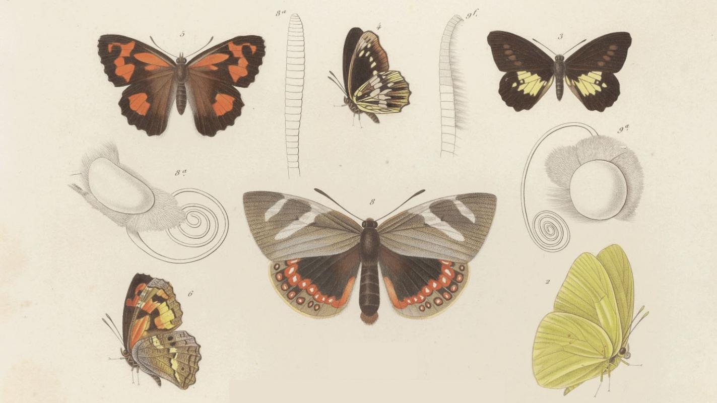 Ilustraciones antiguas de mariposas