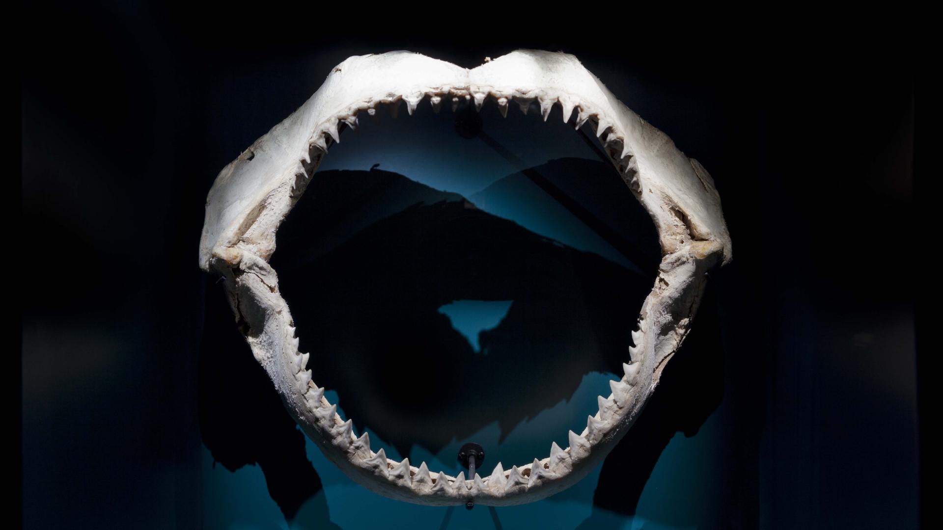mandíbula tiburón en exhibición