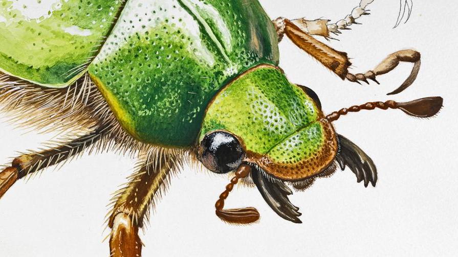 Ilustración escarabajo realizada por Andrés Jullian