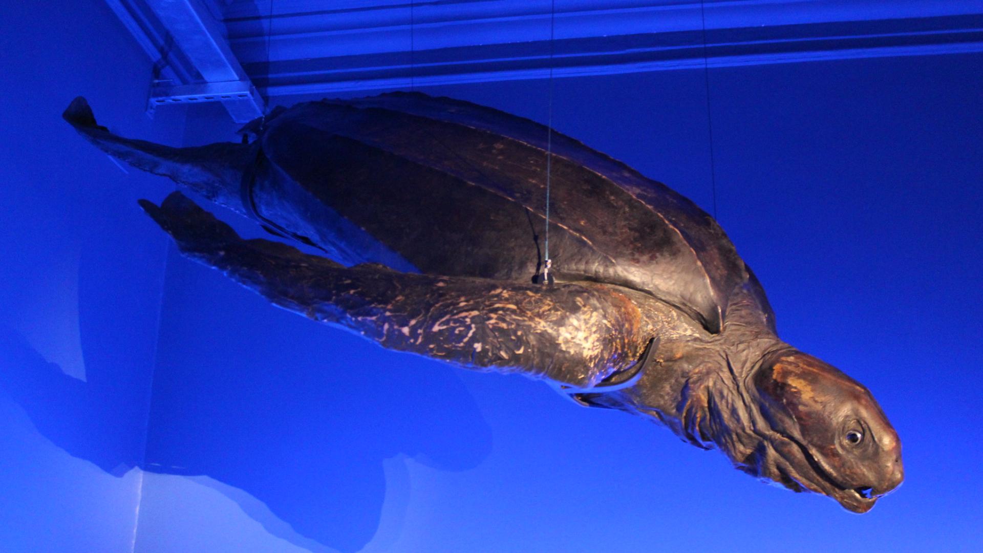 museo expo tortuga laud