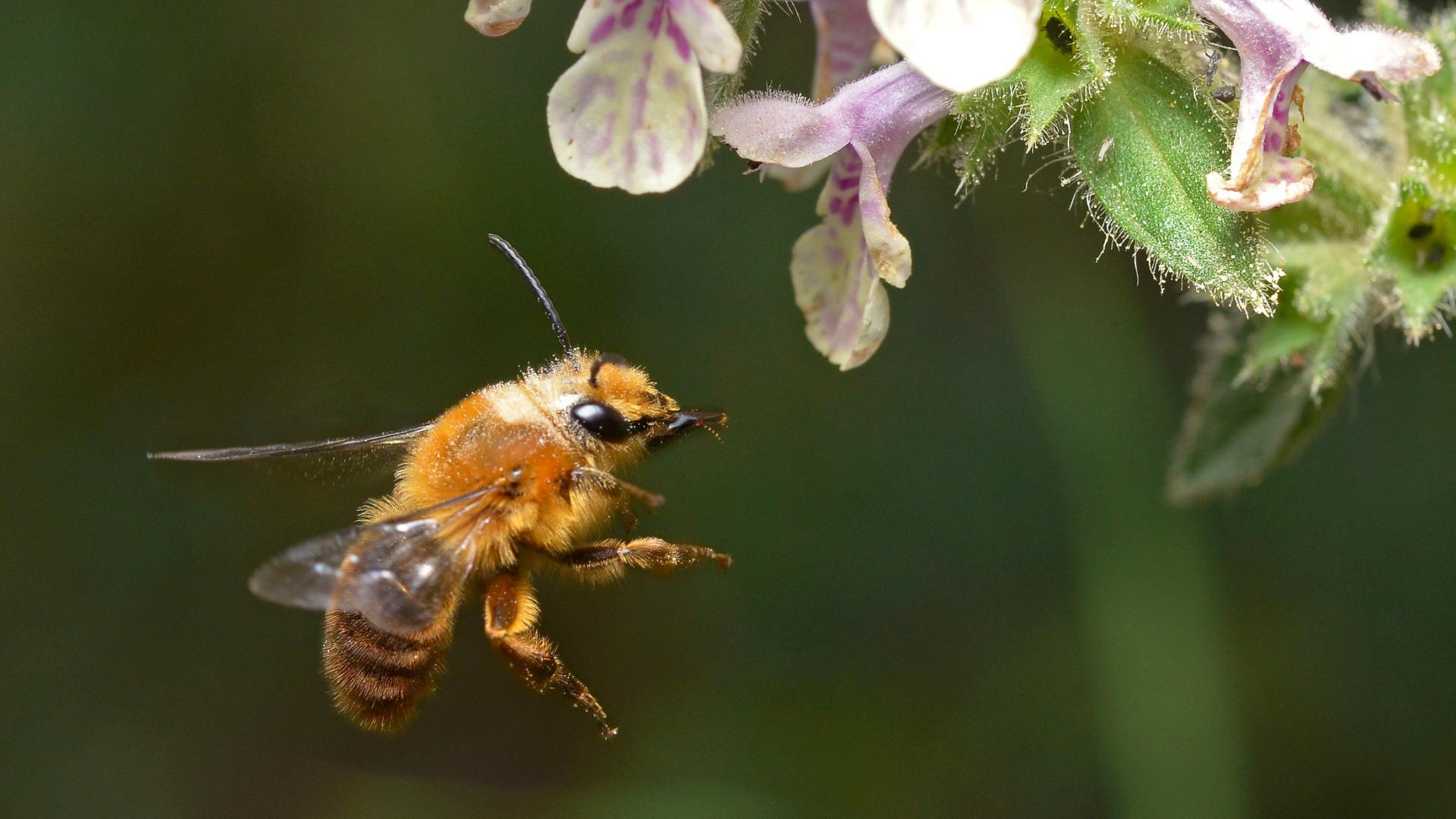 La exposición fue desarrollada por la Fundación Museo de las Abejas