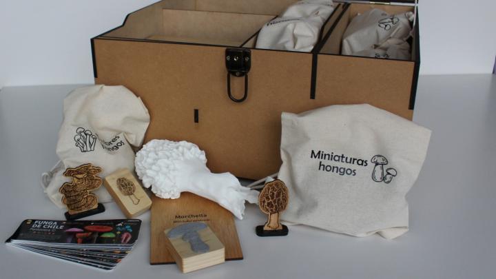 caja del descubrimiento fungi