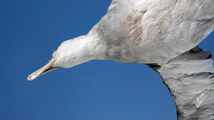 Albatros, exposición museo.