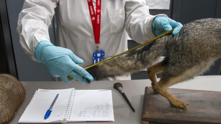 Persona con guantes celestes y delantal blanco mide cola de zorro taxidermizado