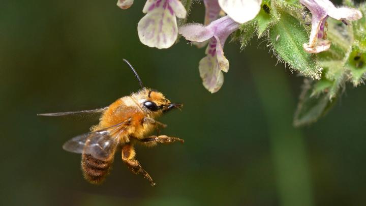 La exposición fue desarrollada por la Fundación Museo de las Abejas
