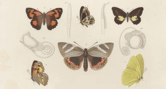 Ilustraciones antiguas de mariposas 