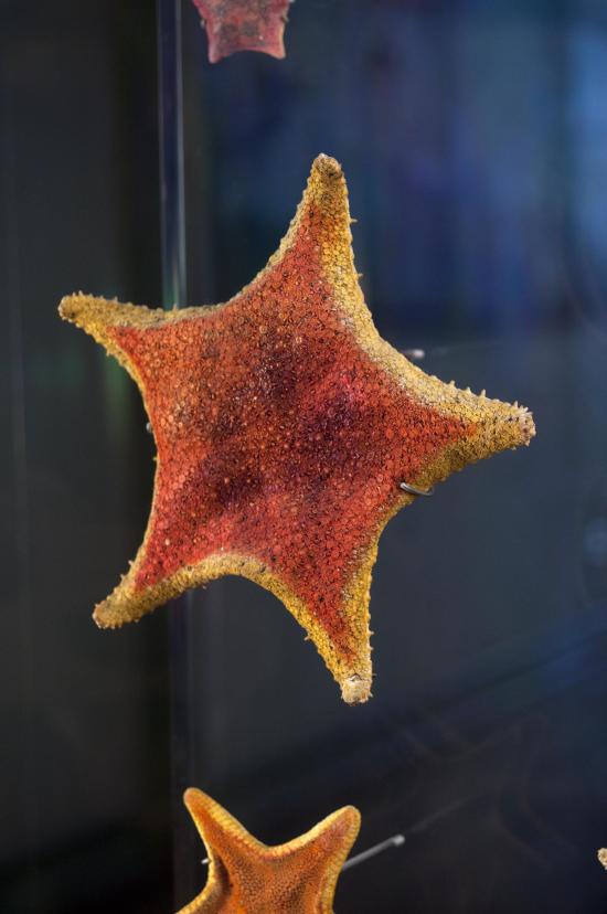 diciembre en el museo