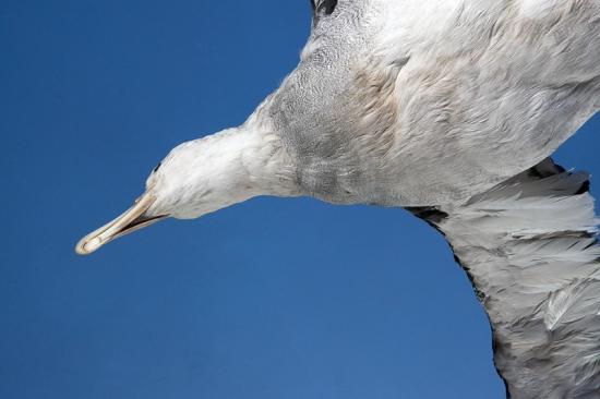 Albatros, exposición museo.
