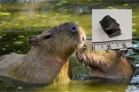 Capibaras