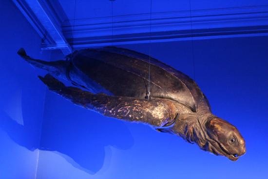 museo expo tortuga laud