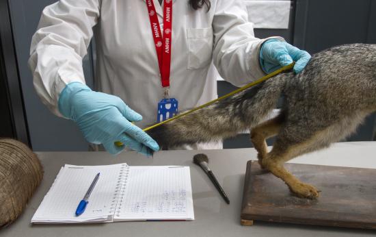 Persona con guantes celestes y delantal blanco mide cola de zorro taxidermizado